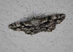 Peribatodes umbraria