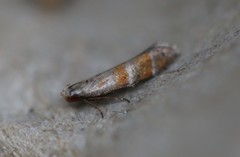 Battaristis vittella