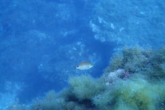 Symphodus mediterraneus