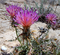 Centaurea eryngioides