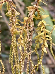 Huperzia phlegmaria (Phlegmariurus phlegmaria)
