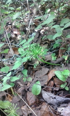 Malaxis brachyrrhynchos