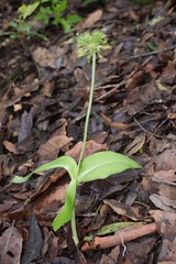 Malaxis brachyrrhynchos