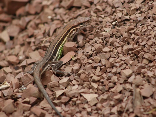 Lagartija de las sierras