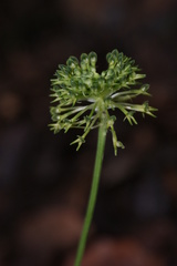 Malaxis brachyrrhynchos