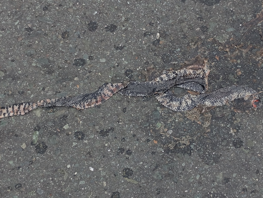 Black Pipe Snake (Cylindrophis melanotus)