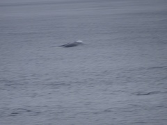 Balaenoptera acutorostrata