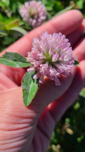 Red Clover