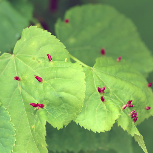 Liepinė gyslinė erkė nuotrauka
