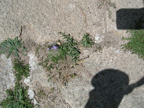 Linaria bipartita iNat (2)