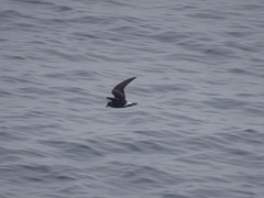 Hydrobates socorroensis