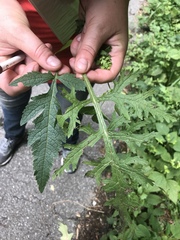 Aureolaria virginica