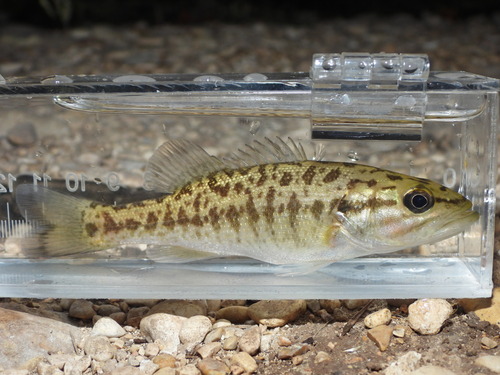 Guadalupe Bass