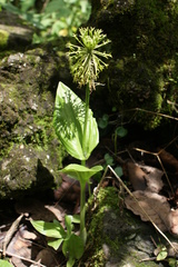 Malaxis brachyrrhynchos