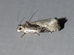 Olethreutes connectum