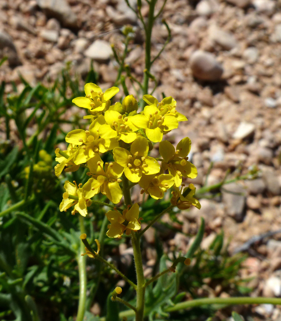 Nasturtiopsis
