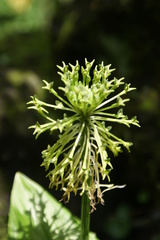 Malaxis brachyrrhynchos