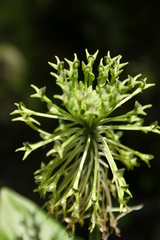 Malaxis brachyrrhynchos