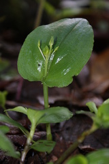 Malaxis brachystachys