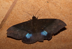 Ischyja