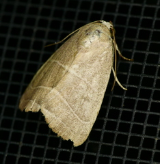 Bagisara rectifascia