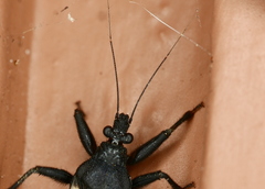 Microtomus purcis