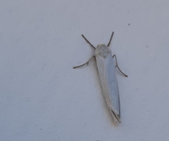 Coscinia chrysocephala