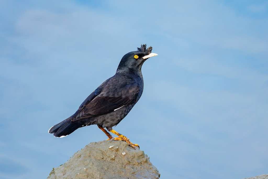 Crested Myna (Acridotheres cristatellus) photo