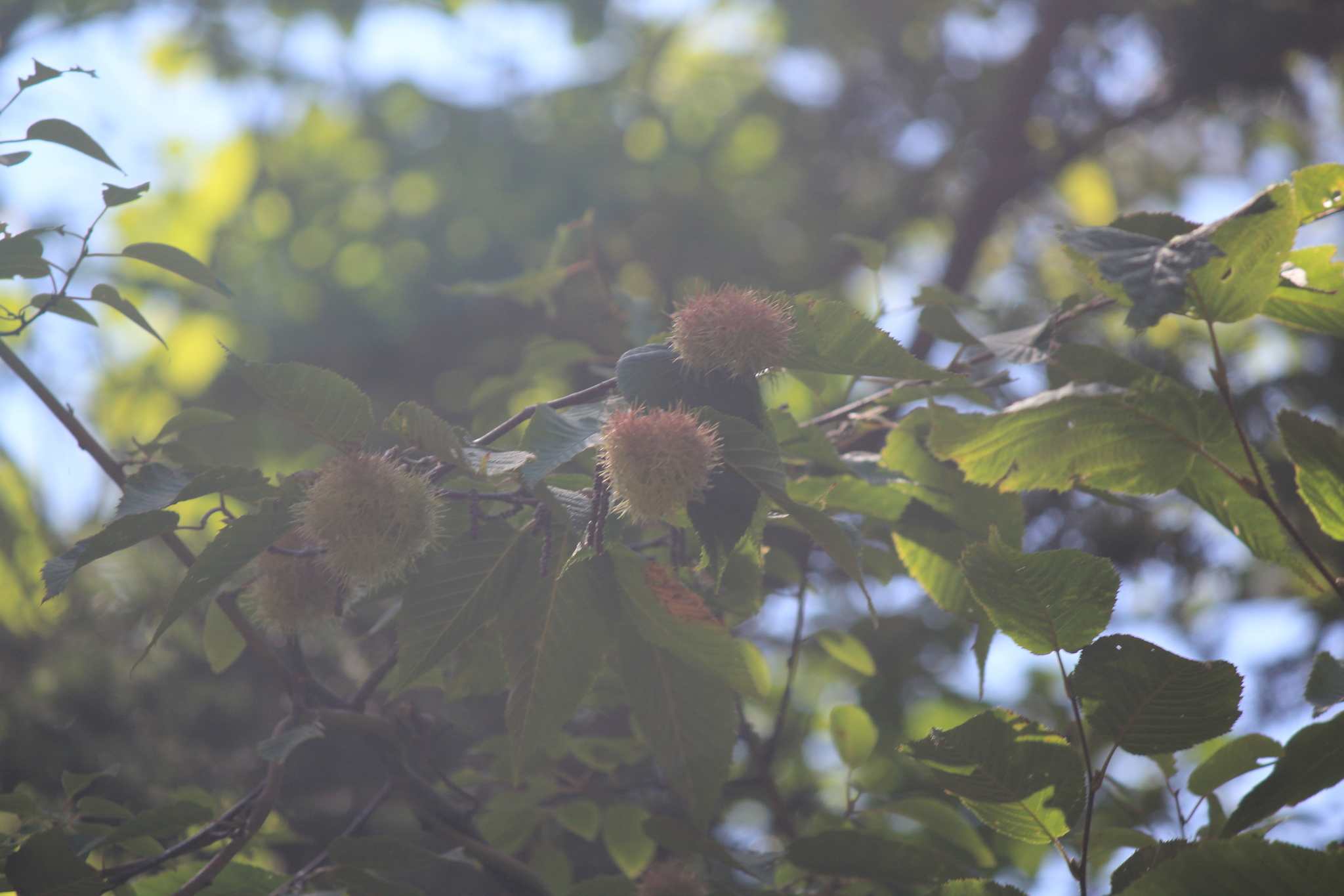 Corylus ferox var. tibetica