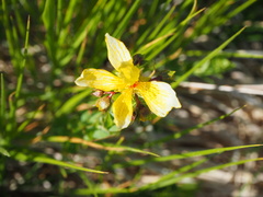 Hypericum richeri