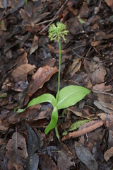 Malaxis brachyrrhynchos