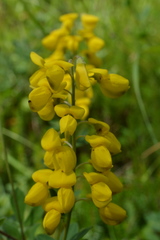 Cytisus nigricans