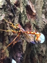 Megarhyssa nortoni