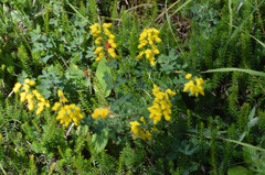 Cytisus nigricans