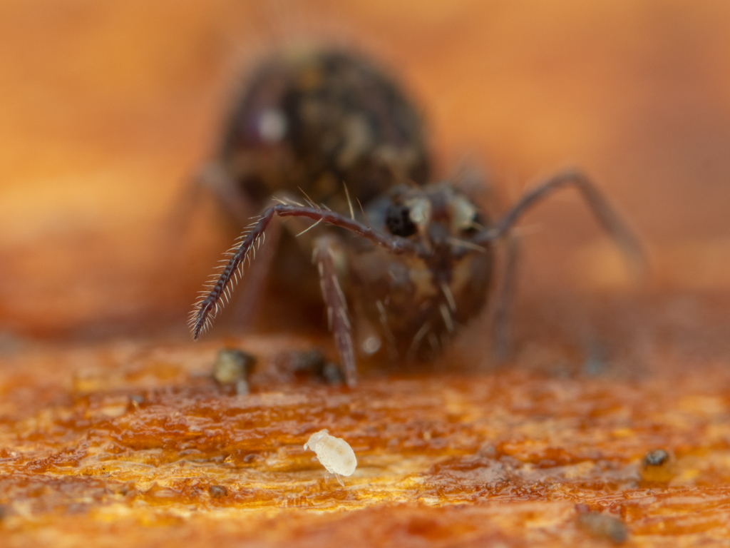 Megalothorax minimus V.Willem, 1900