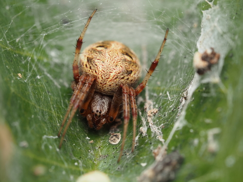 Arabesque Orbweaver photo 6