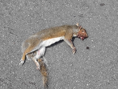 Sciurus carolinensis