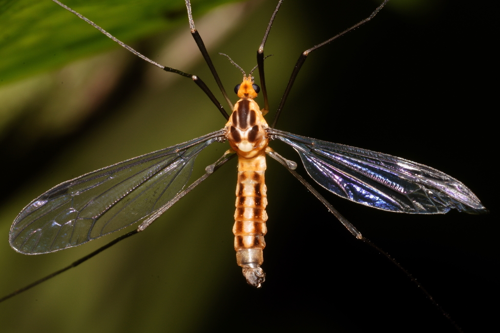 Leptotarsus neali