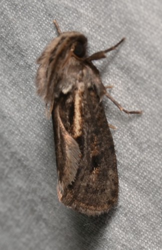 Clemens' Grass Tubeworm Moth
