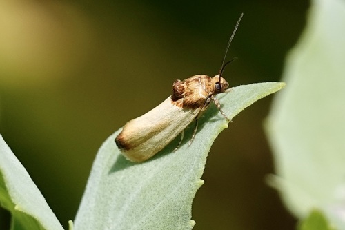 Yellow Spragueia Moth photo 5