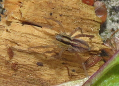 Pardosa distincta