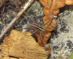 Pardosa distincta