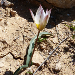 Tulipa biflora