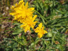 Cryptocephalus violaceus