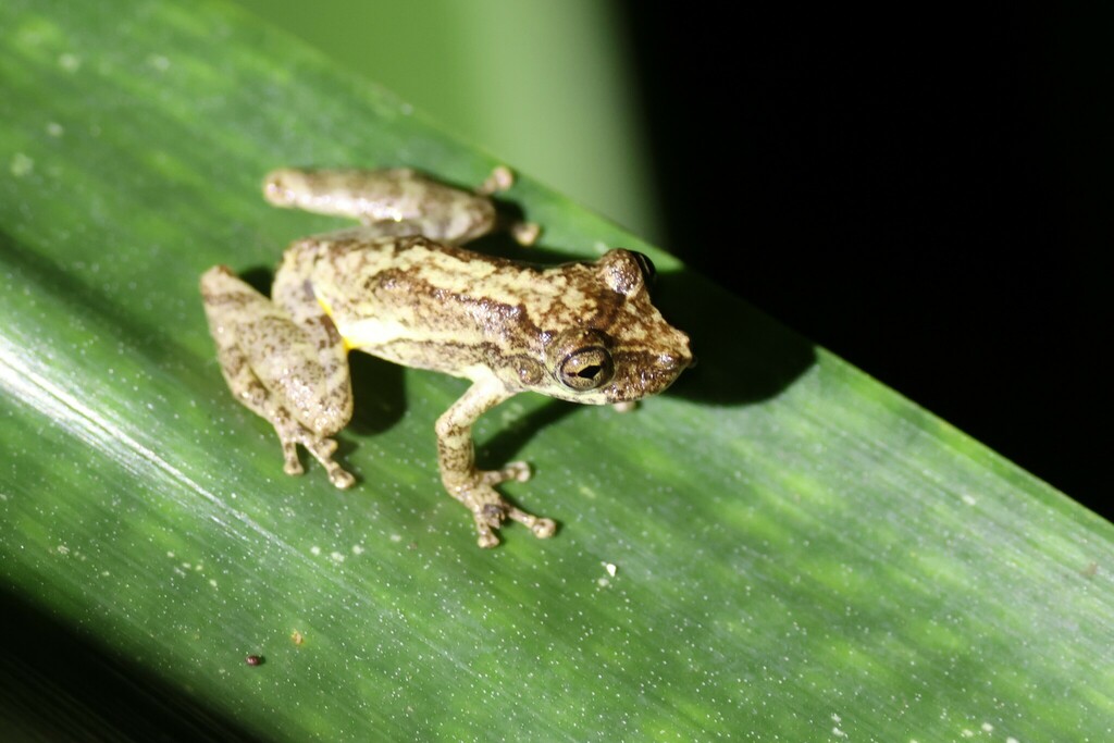 Ilha de Porcos Pequena Snouted Tree Frog