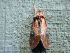 Notodonta scitipennis