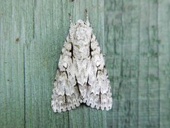 Acronicta lobeliae