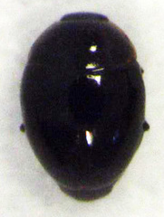 Corylophidae