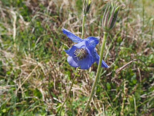 Image of Aquilegia Lucensis (Aquilegia lucensis) by (c) silk128, some rights reserved (CC BY)