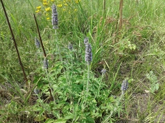 Nepeta multifida